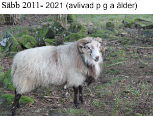 B61 Sabb copy.jpg
